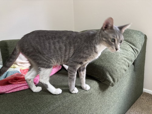 Selene, a cat for adoption from Operation Pets Alive