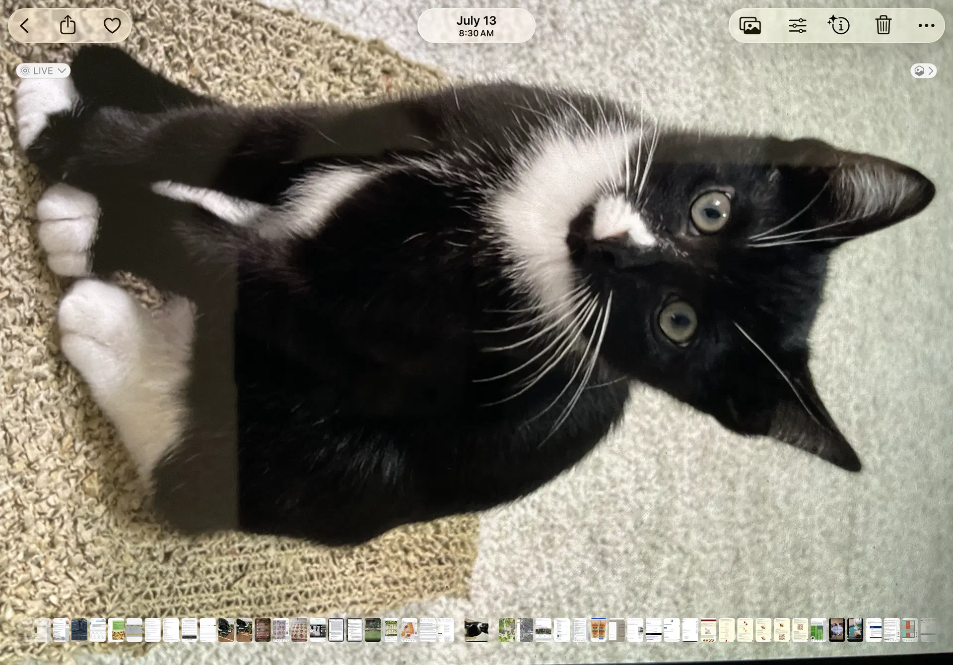 Chaos - Domestic Short Hair