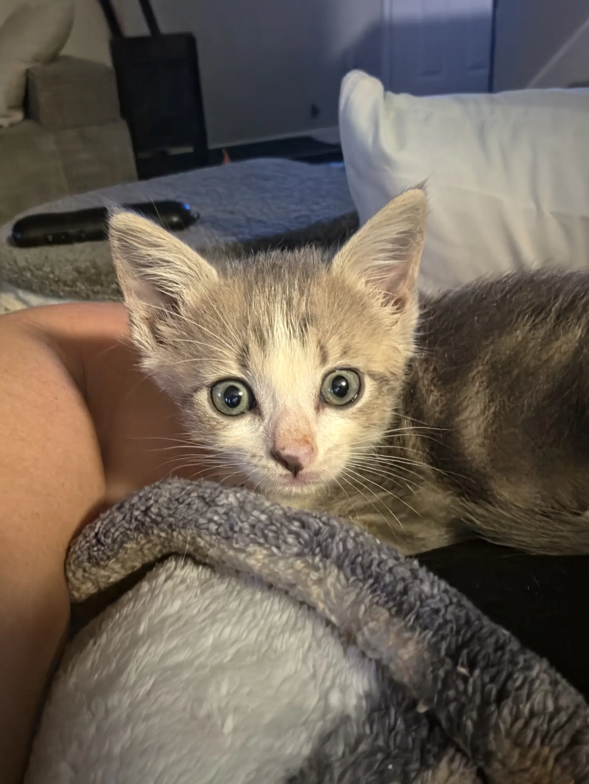 Finn - Domestic Short Hair