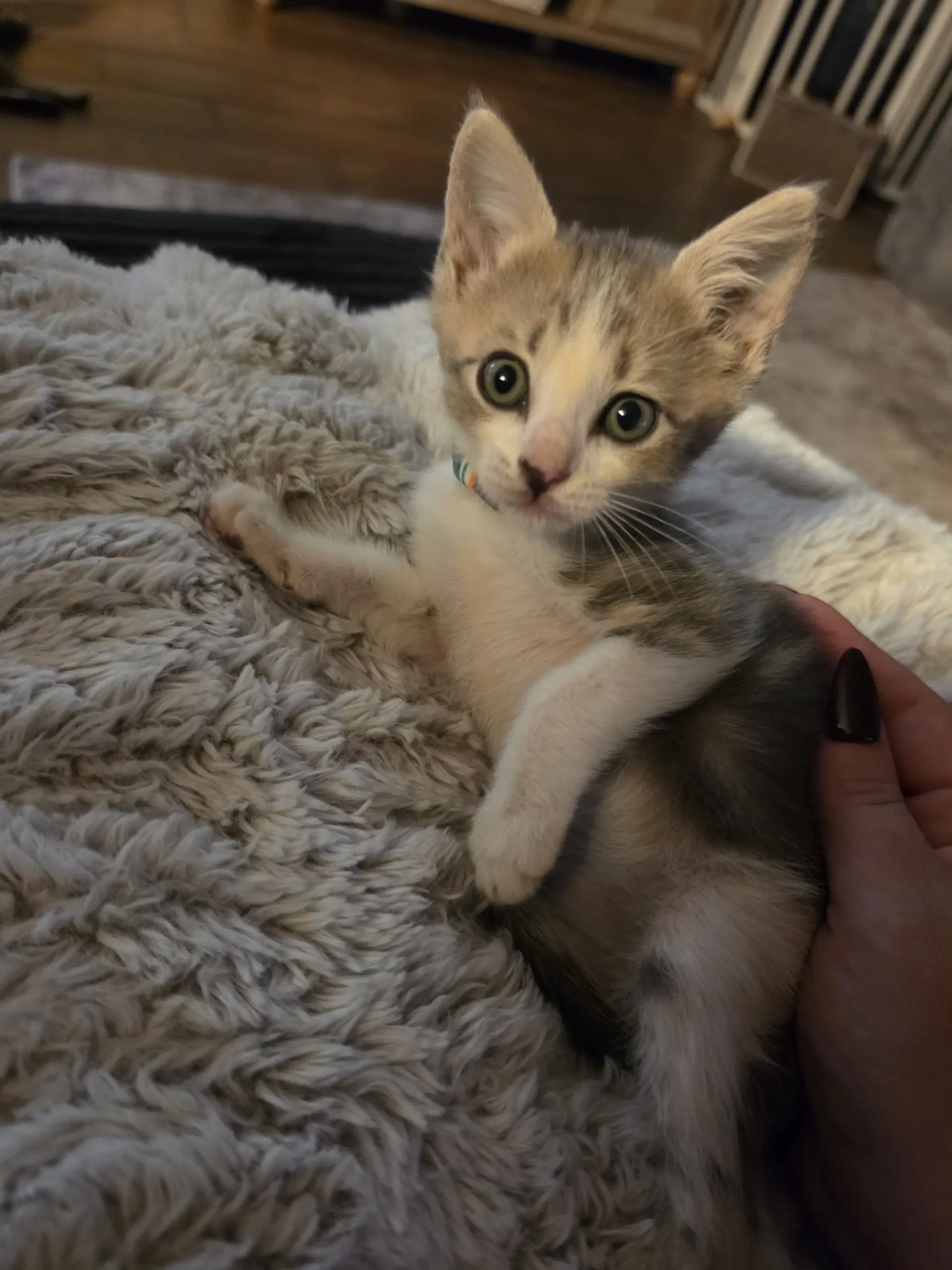Finn image 2