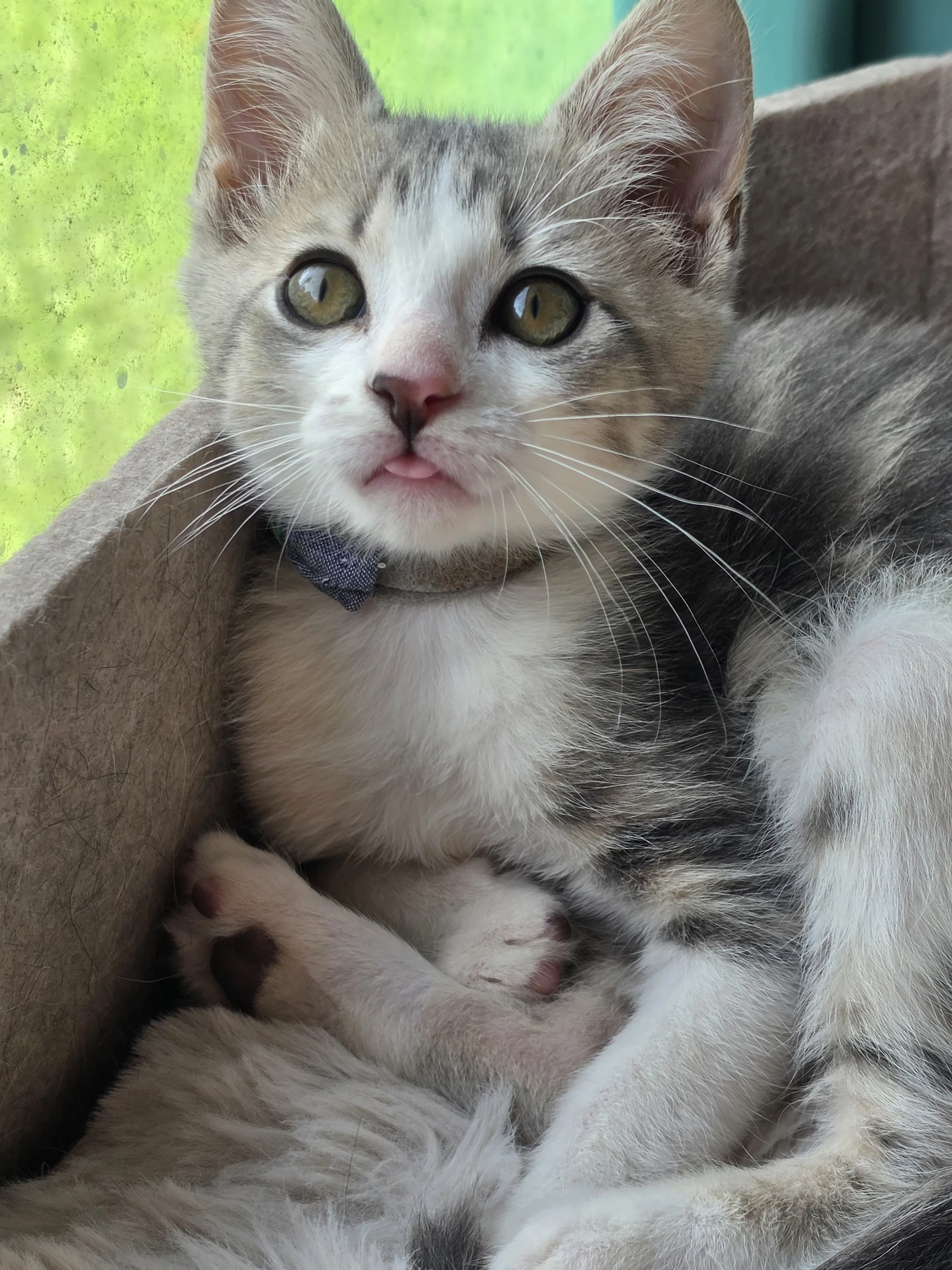 Finn