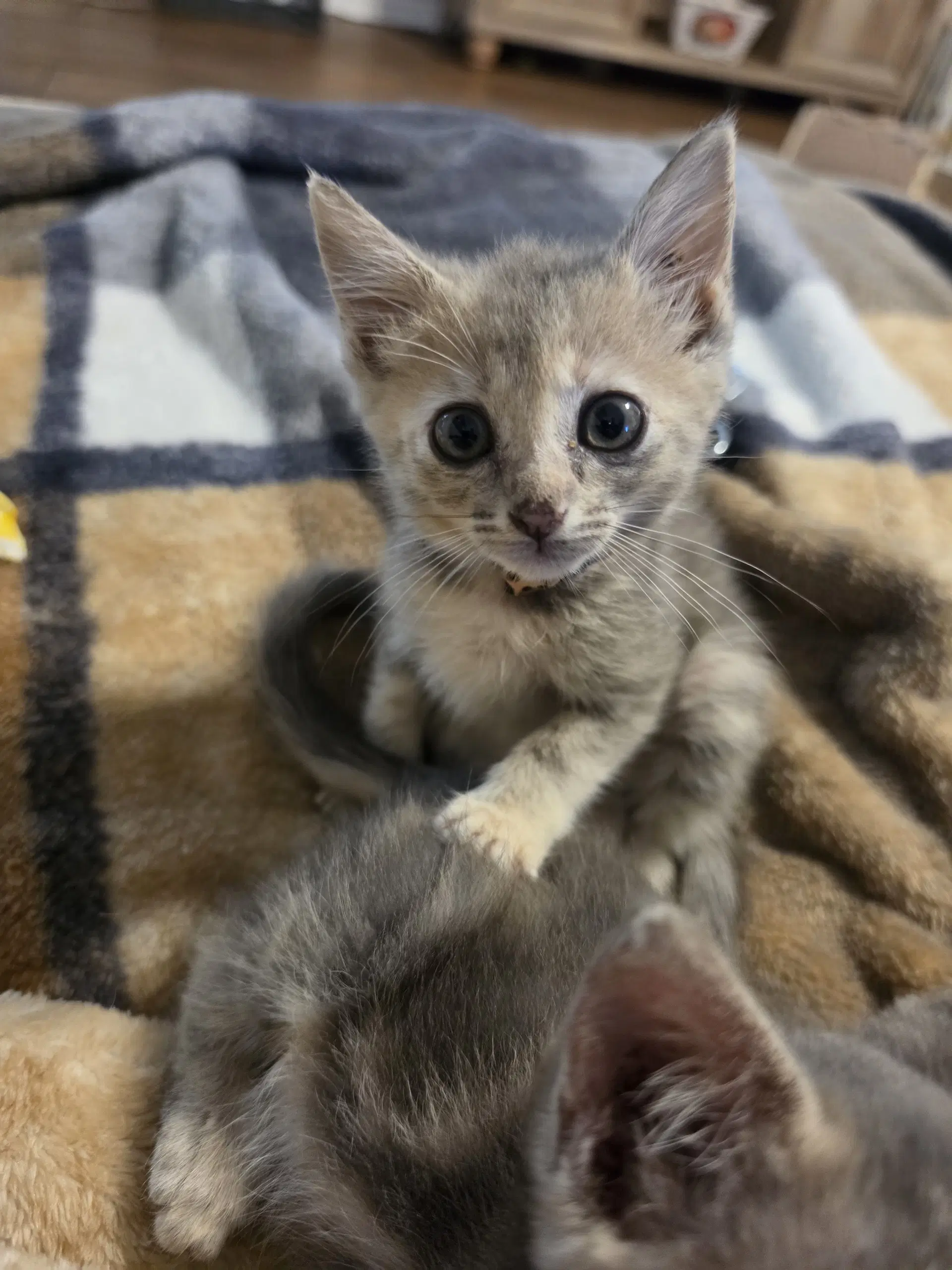 Opal - Domestic Short Hair