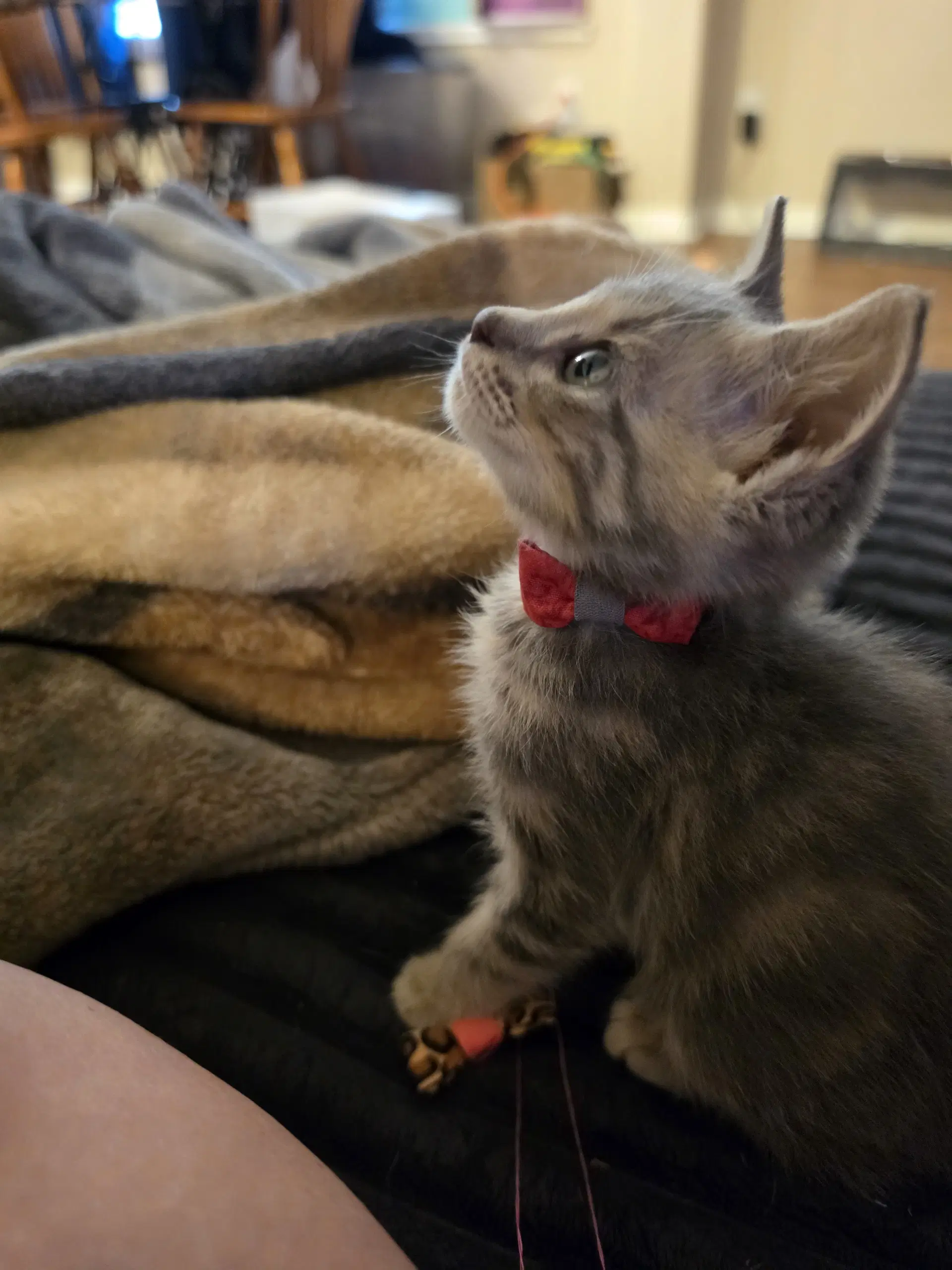 Ripp - Domestic Short Hair