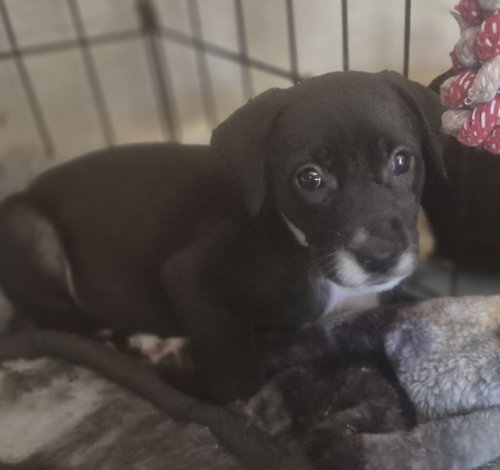 picture of the dog needing adoption