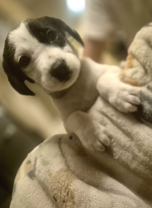picture of the dog needing adoption