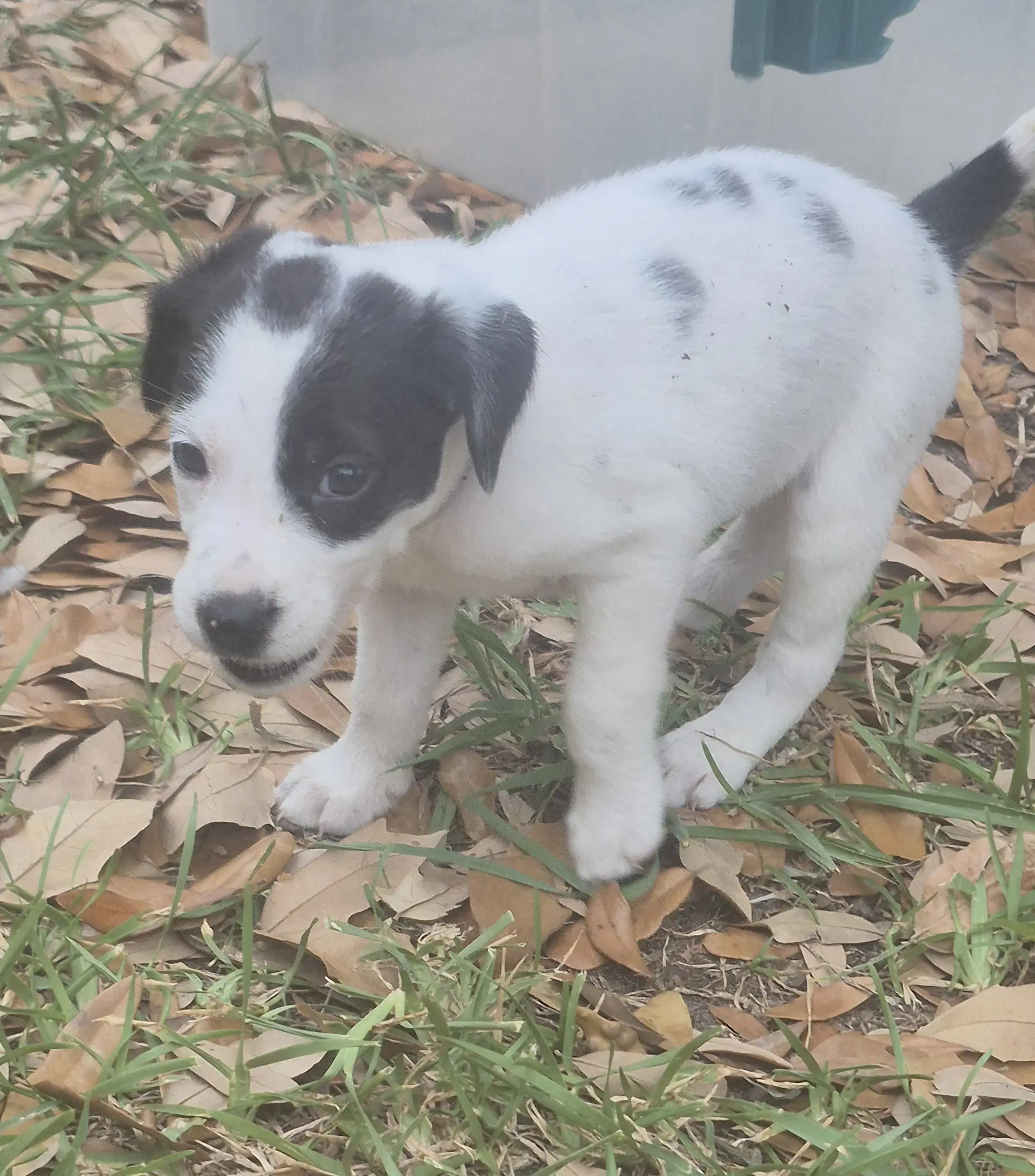 Finley image 2