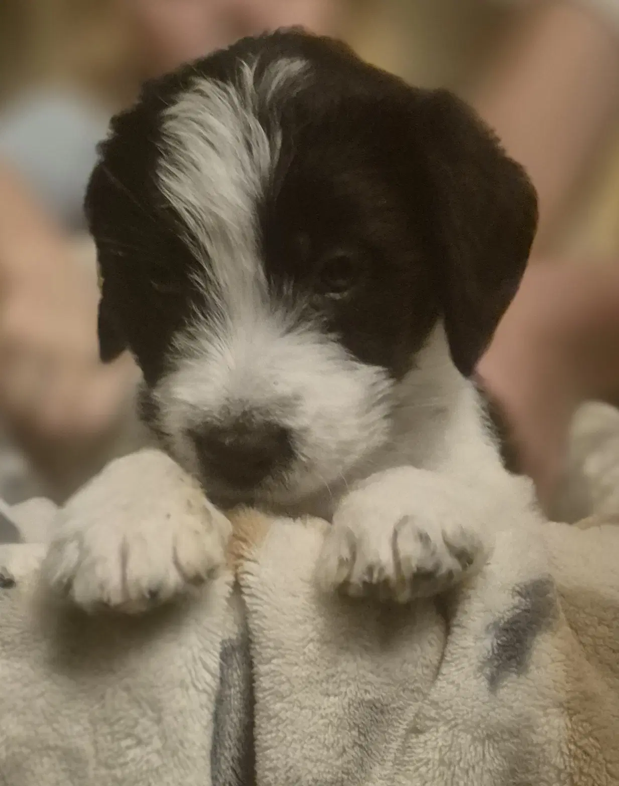 Finn image 2