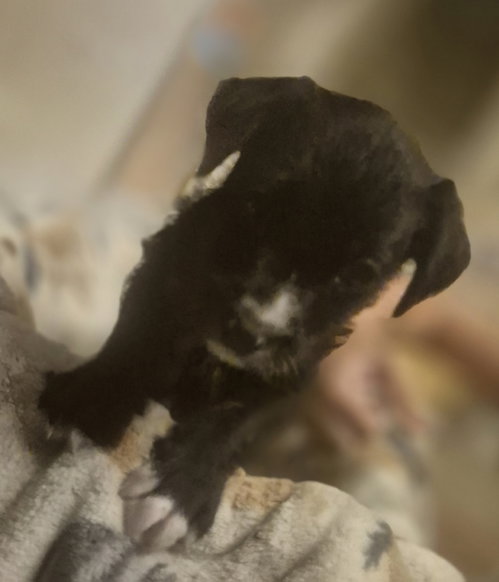 picture of the dog needing adoption