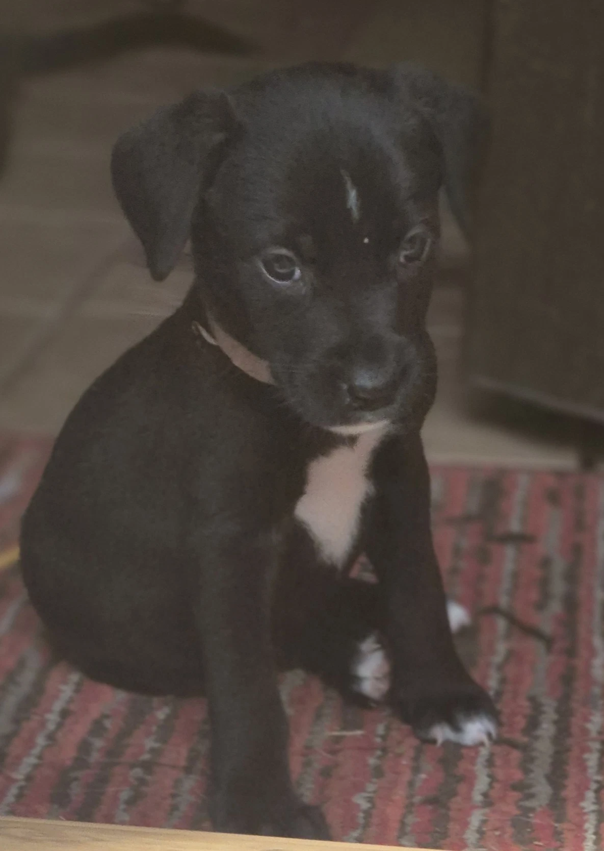 Frankie
