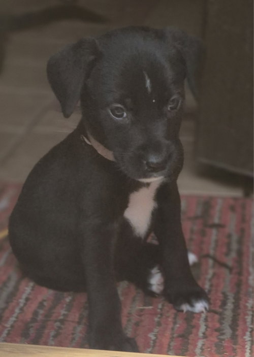picture of the dog needing adoption