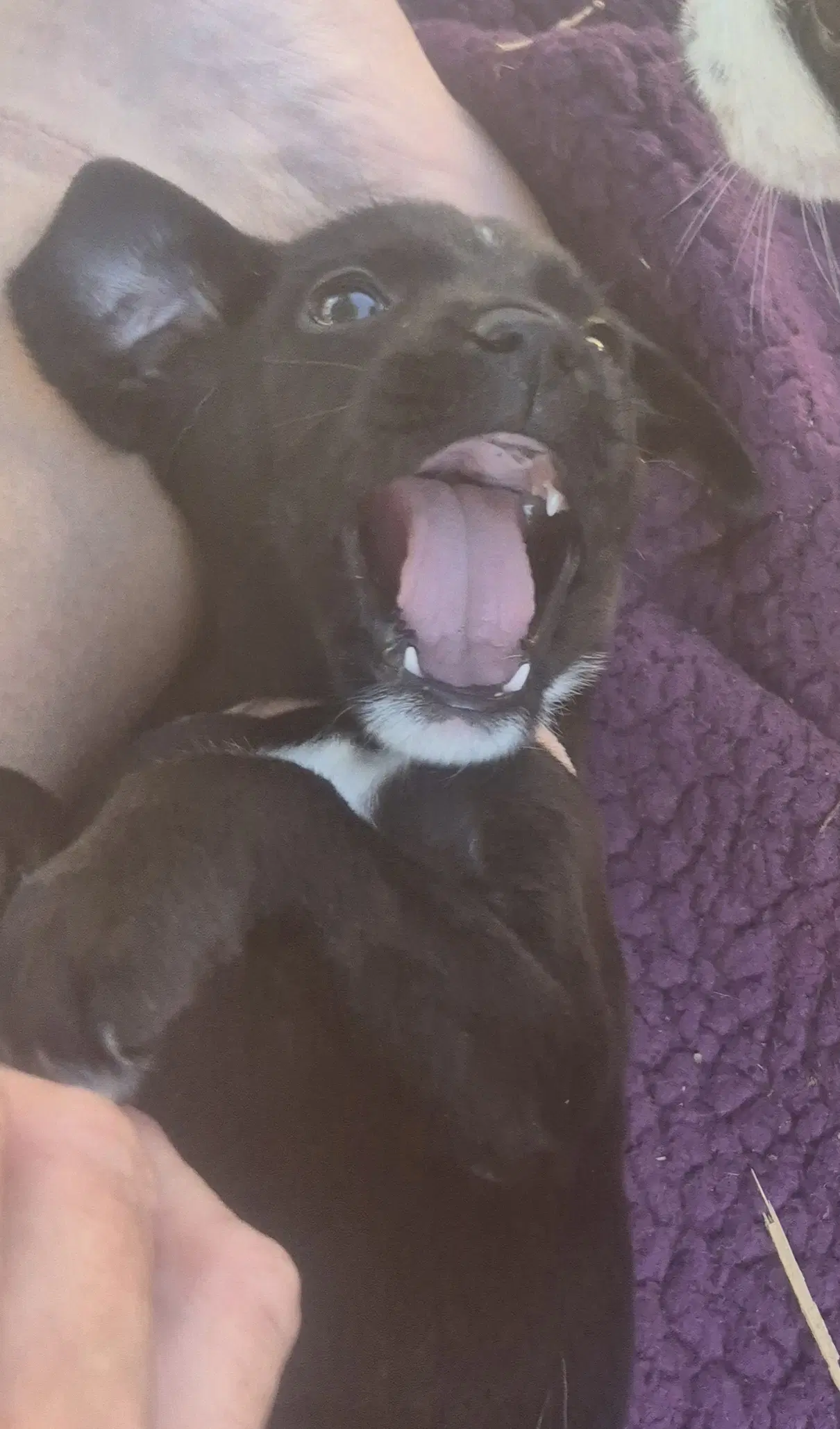 Frankie image 3