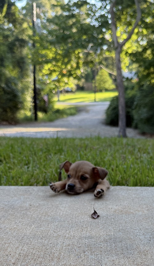 picture of the dog needing adoption