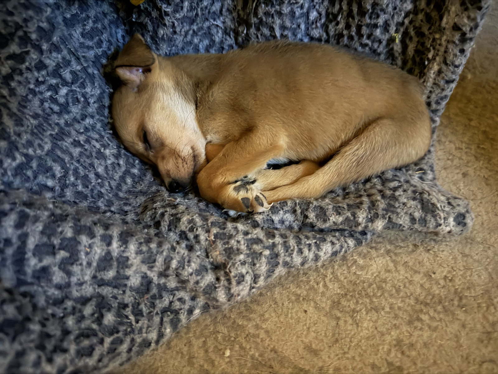 Aggie, photo 2