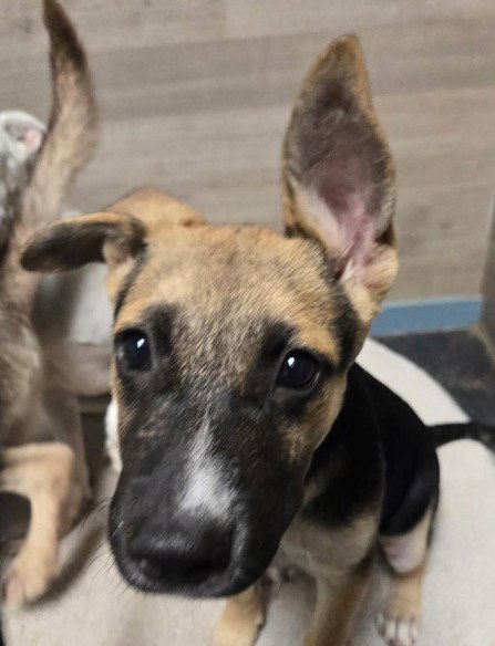 picture of the dog needing adoption