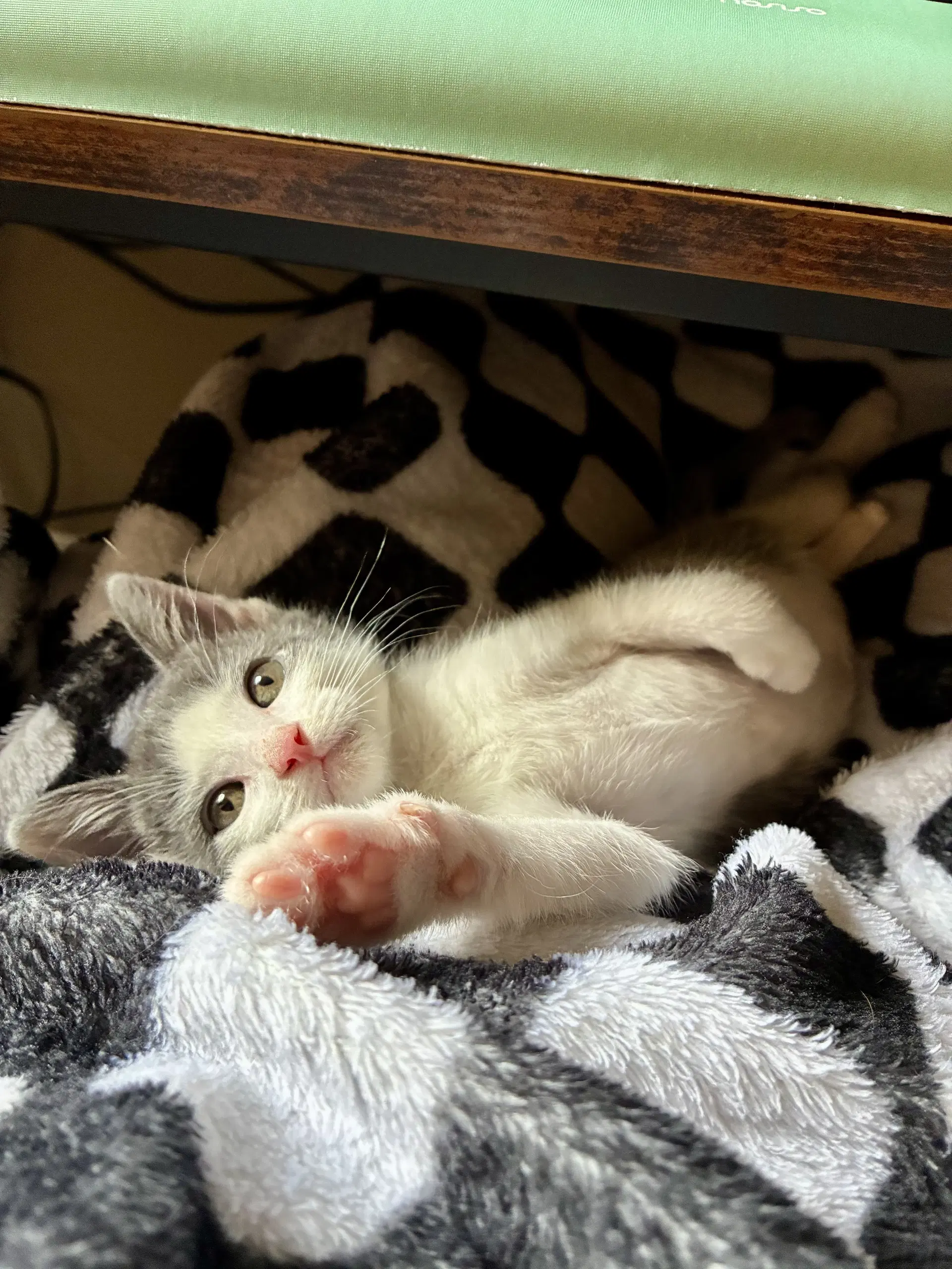 Cyril Figgis - Domestic Short Hair