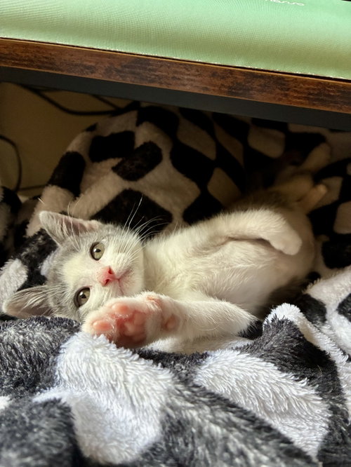 Cyril Figgis, a cat for adoption from Operation Pets Alive