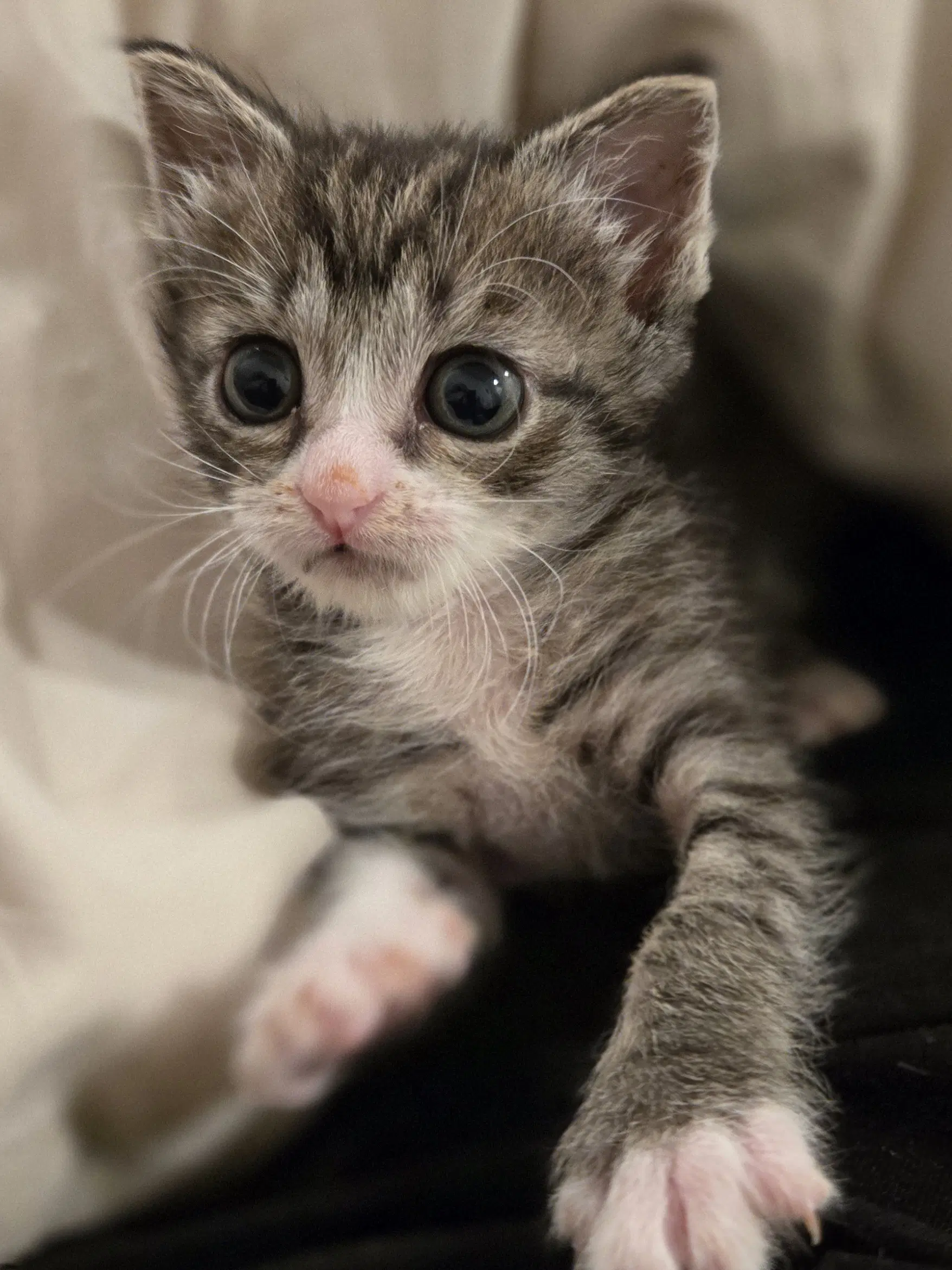 Wren - Domestic Short Hair