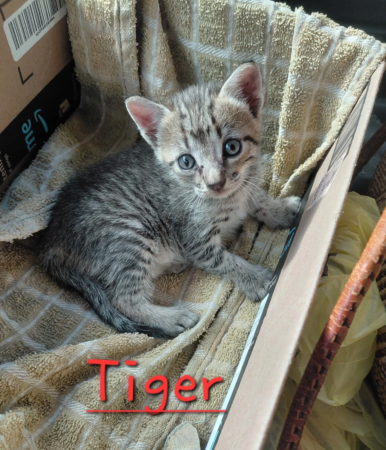 Tiger