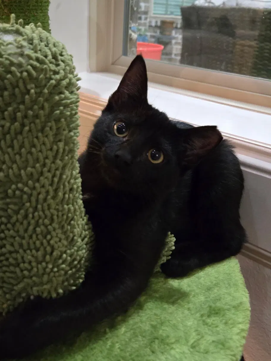 Casey - Domestic Short Hair