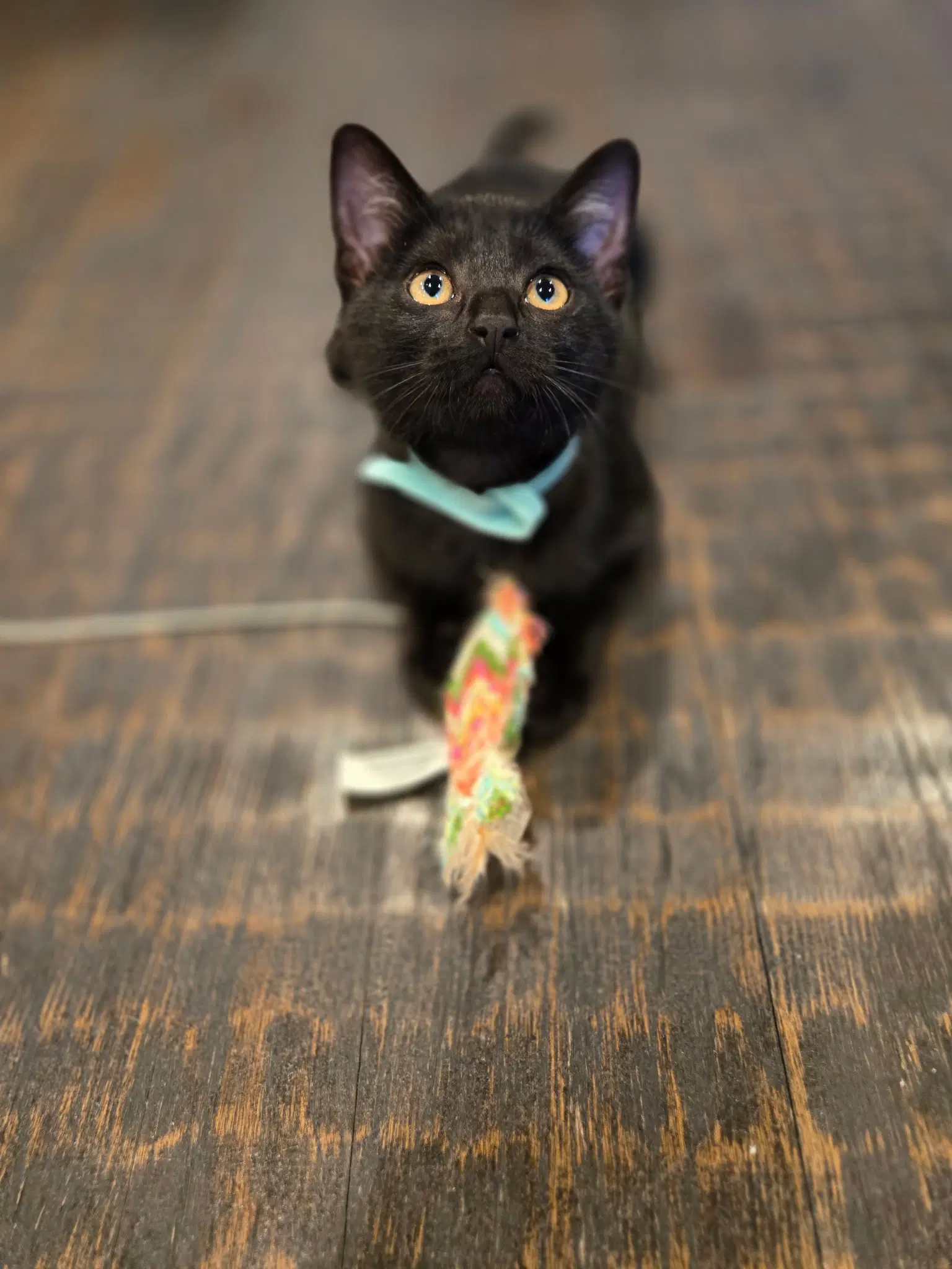 Charlie image 3