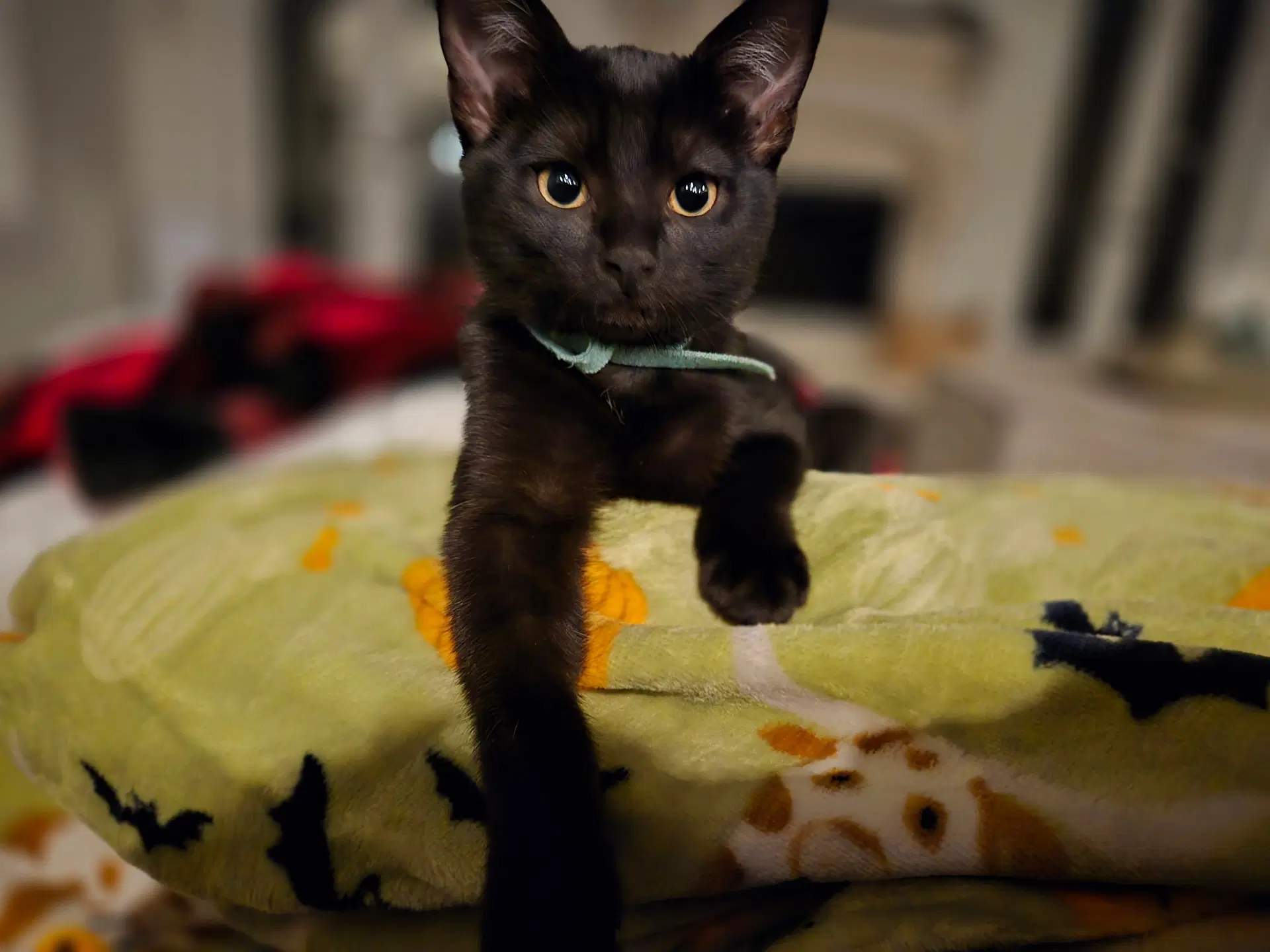 Charlie image 4