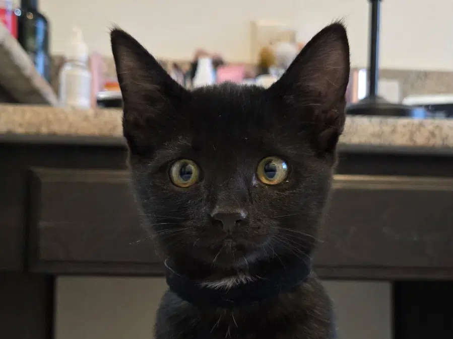 Riley - Domestic Short Hair
