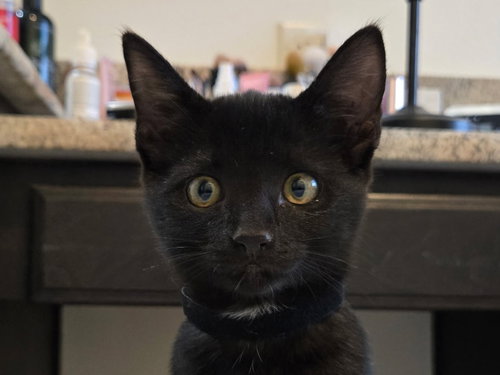 picture of the cat needing adoption