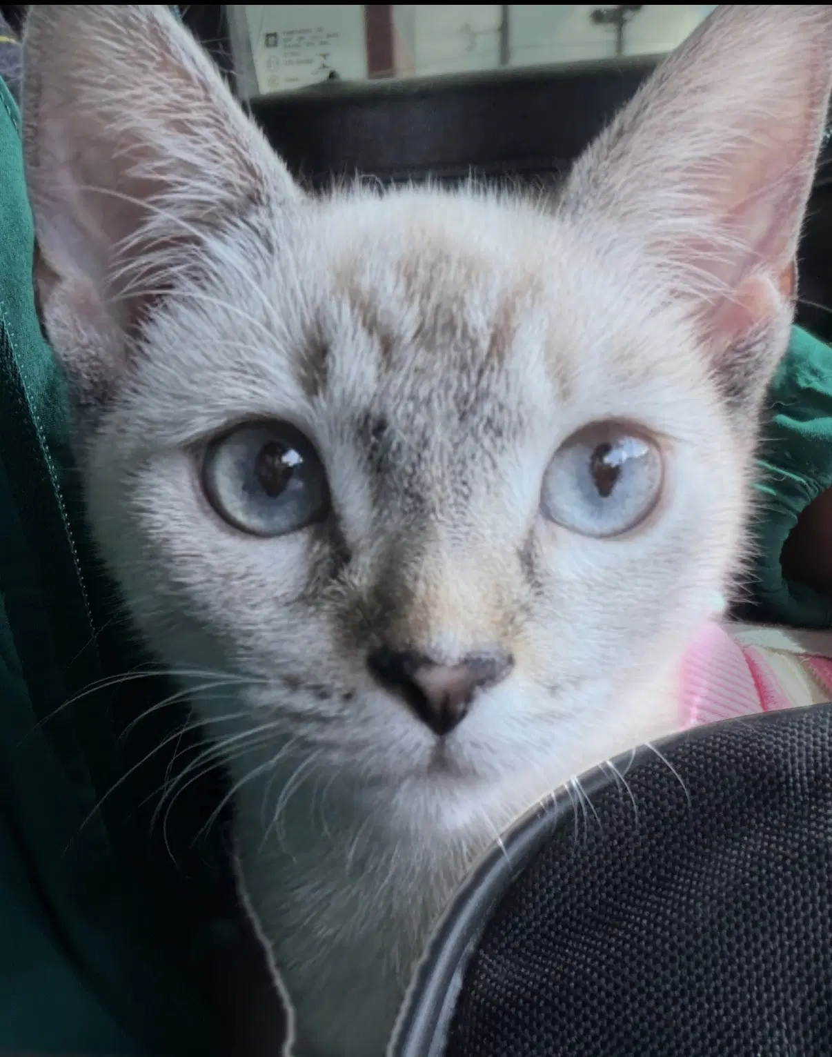 Alice - Siamese