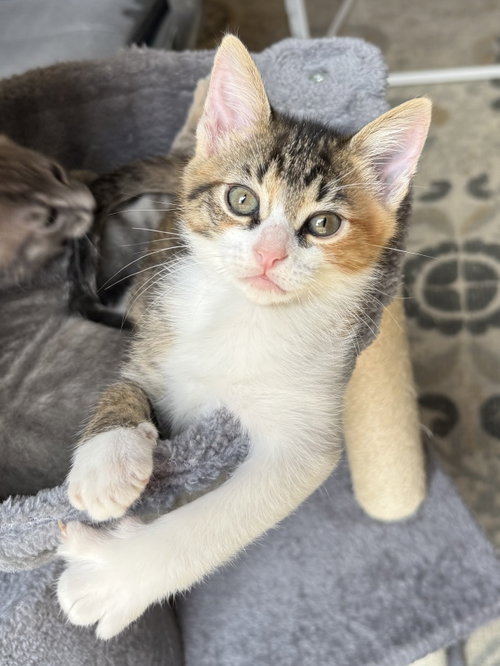 picture of the cat needing adoption