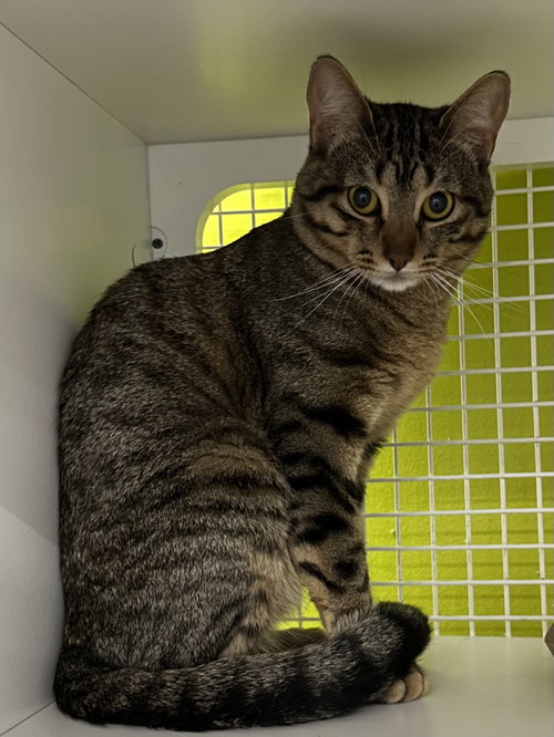 picture of the cat needing adoption