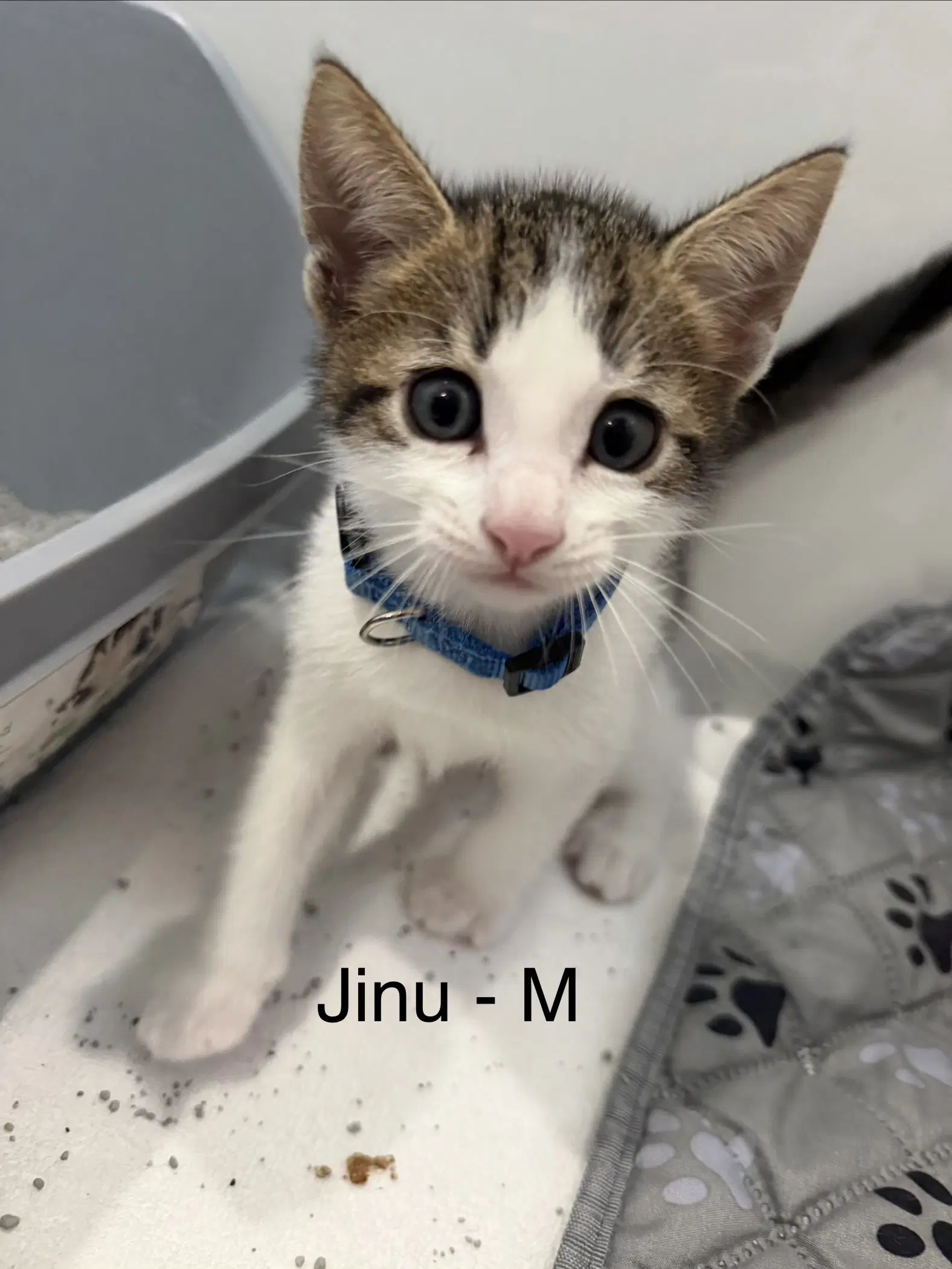 Jinu - Domestic Short Hair
