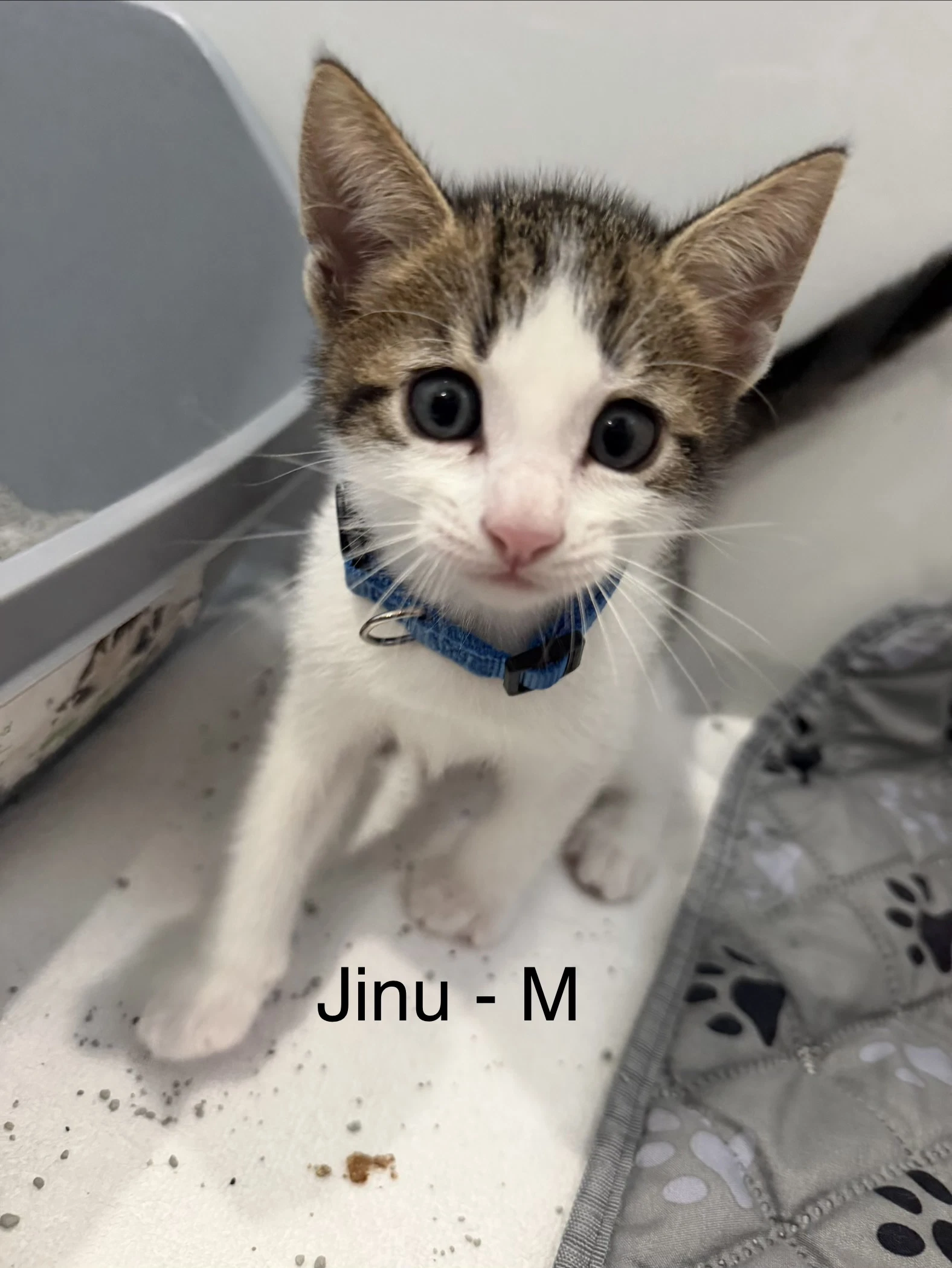 Jinu
