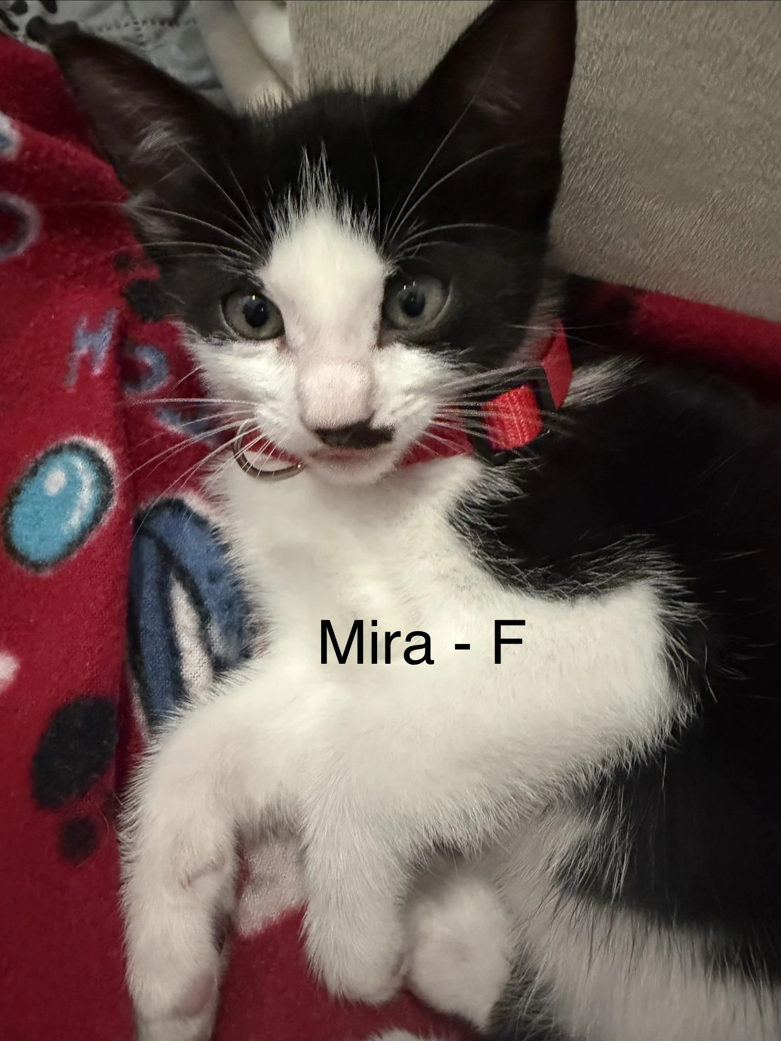 Mira