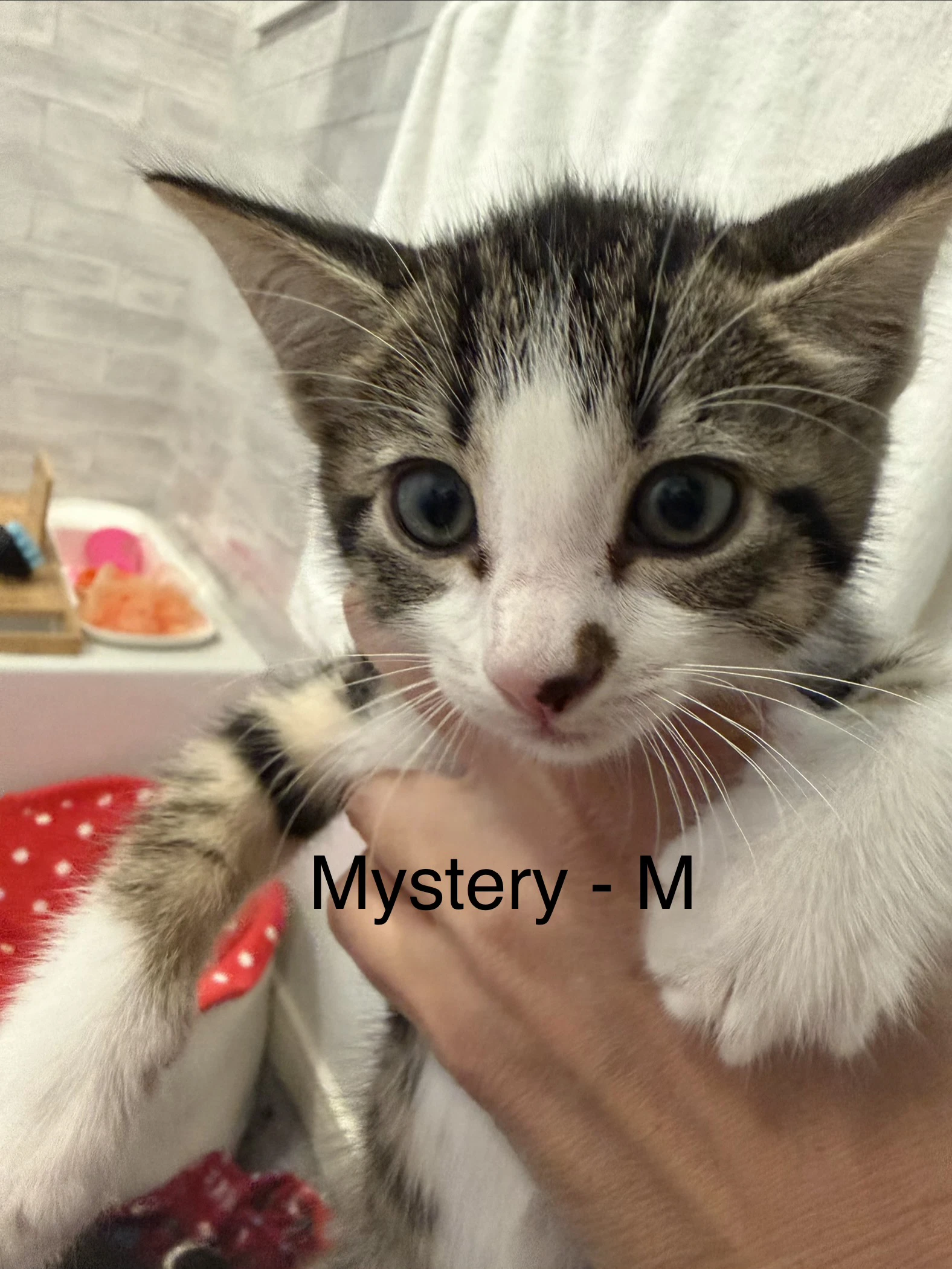 Mystery