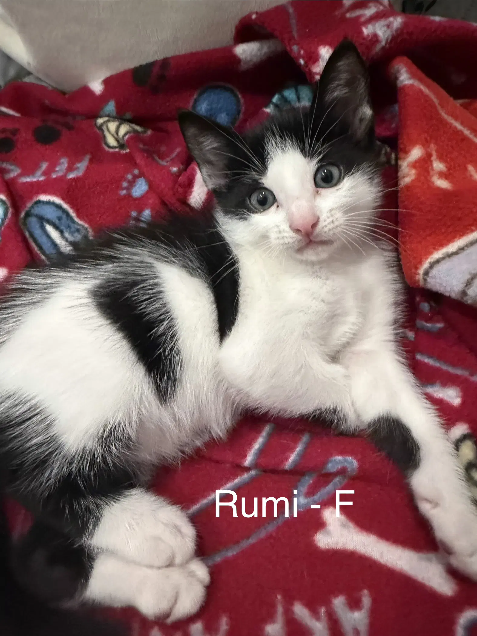 Rumi image 1