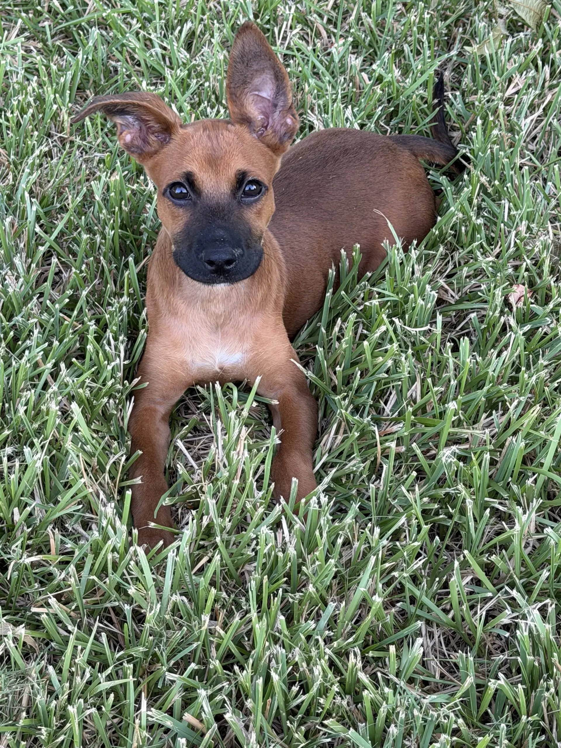 Scooby - Chihuahua