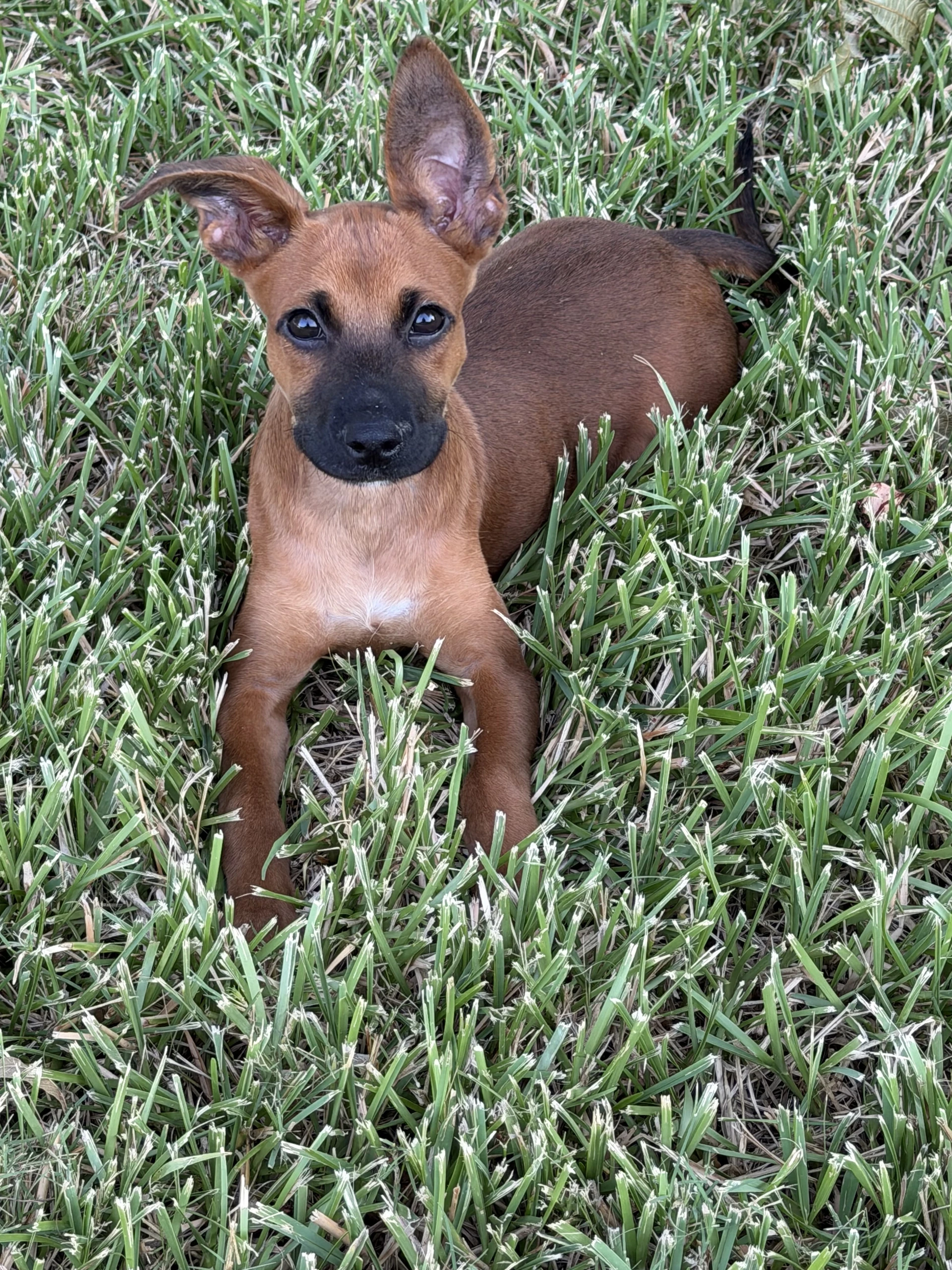 Scooby