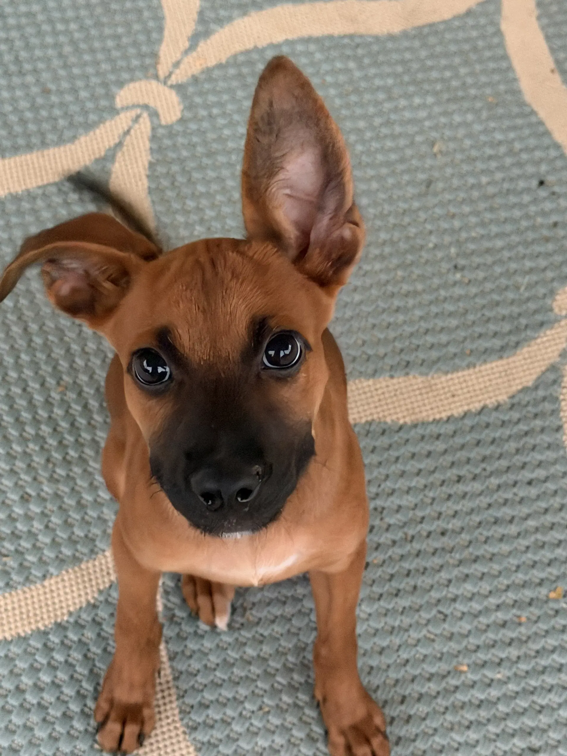 Scooby image 2