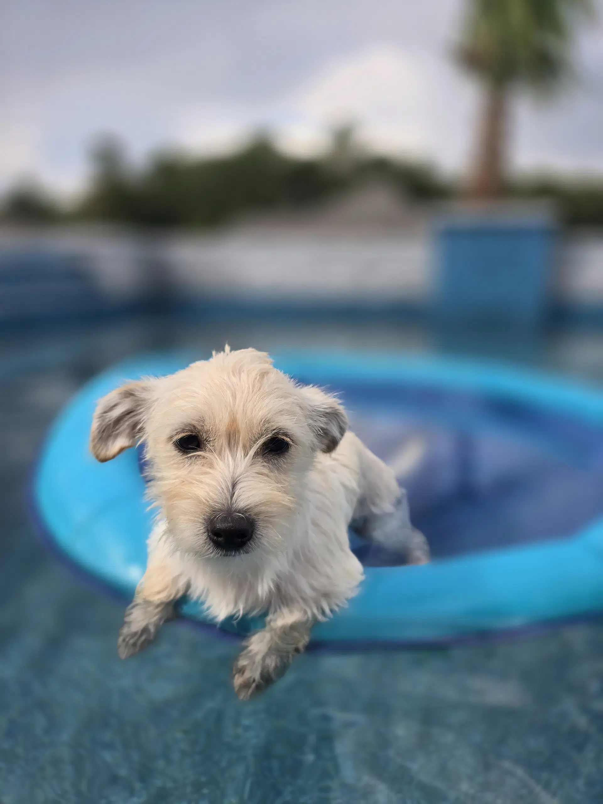 Lil Peanut image 3
