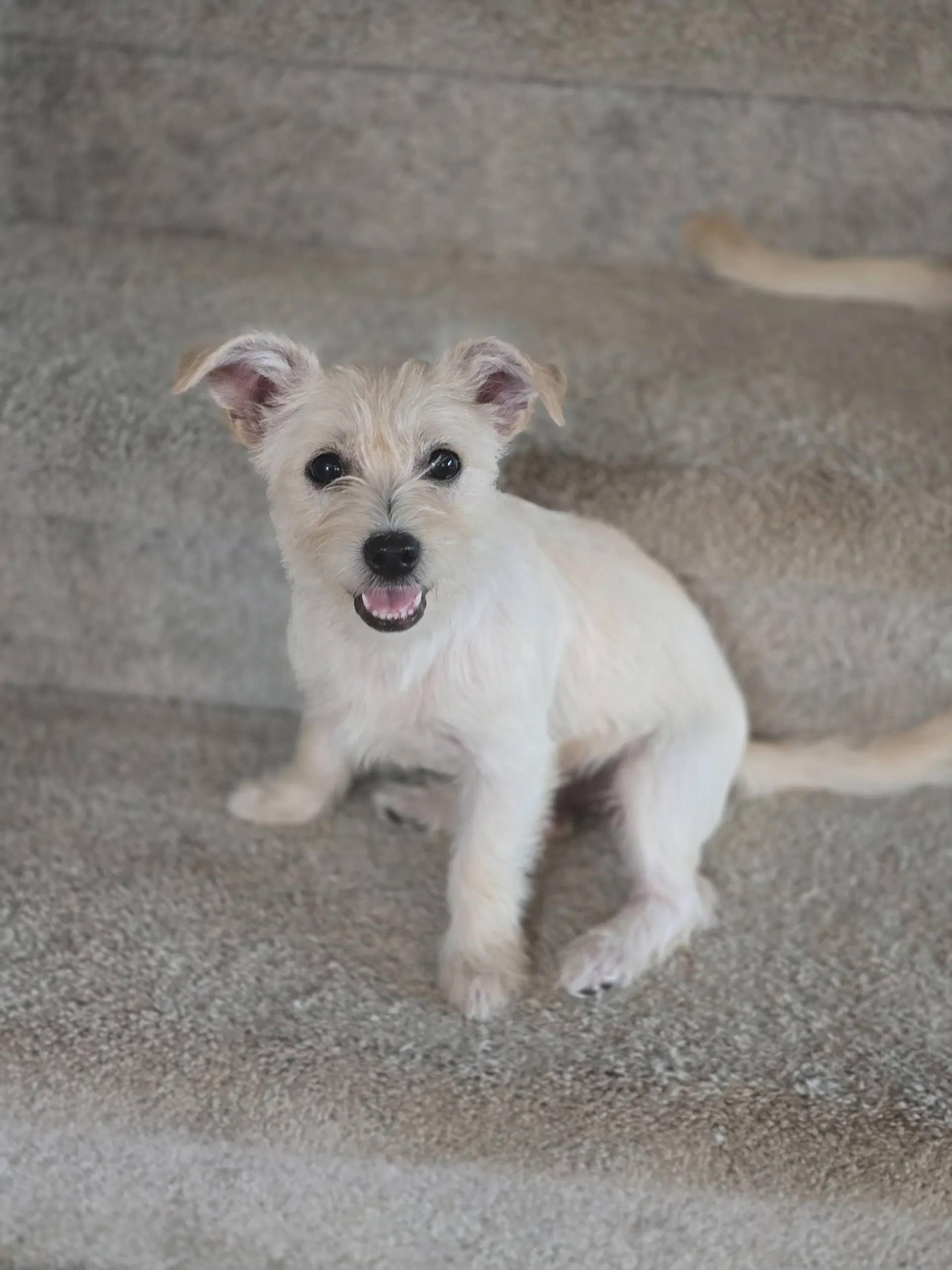 Lil Peanut image 4