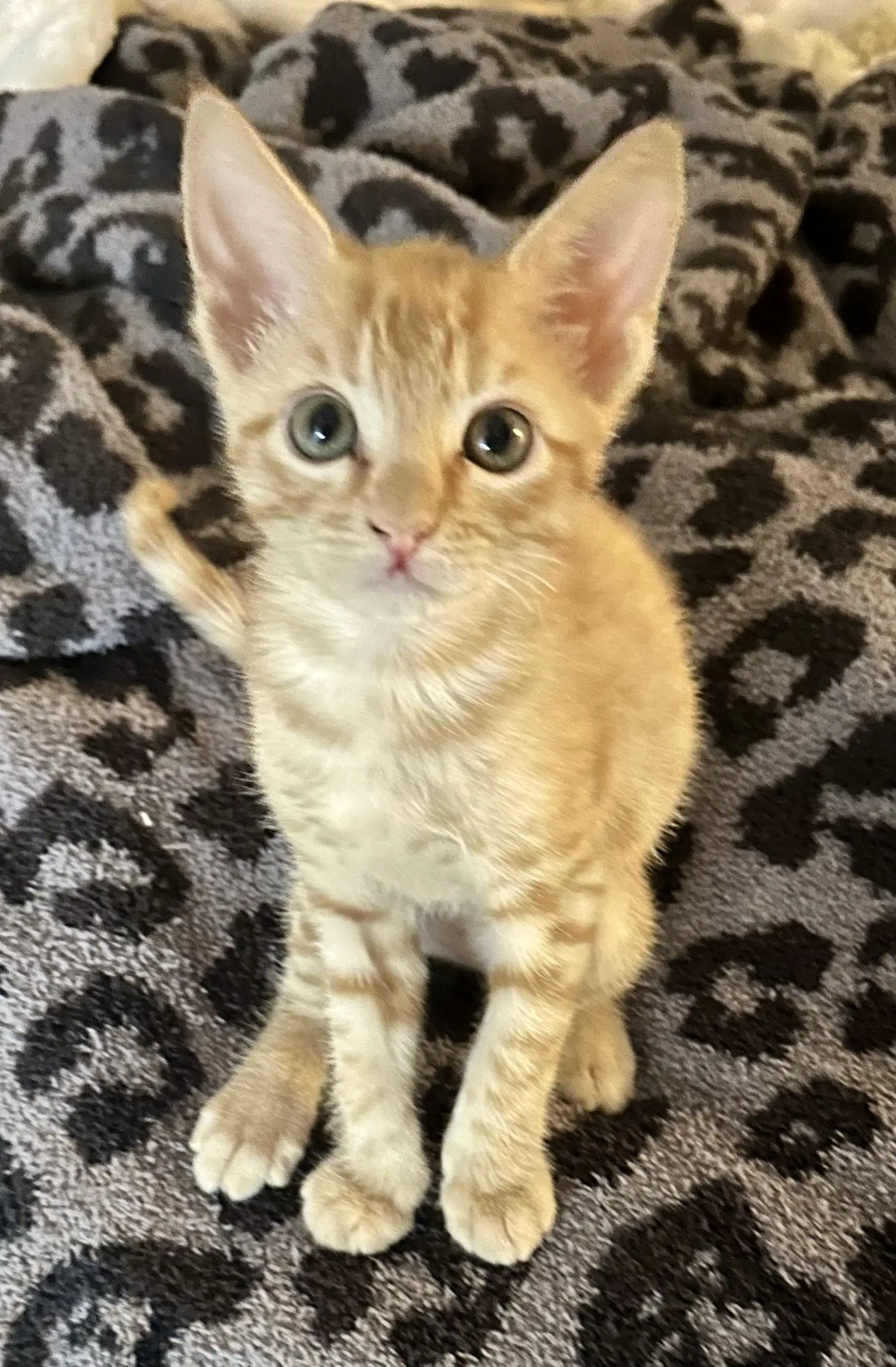 Pumpkin - Domestic Short Hair