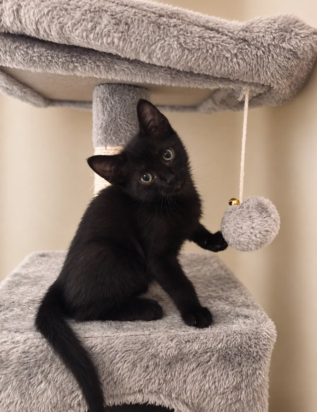 Oreo - Domestic Short Hair