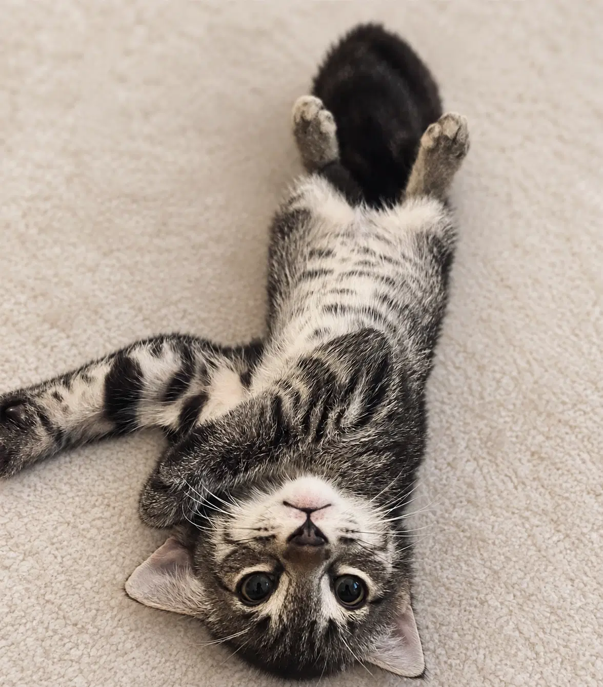 Muffin - Domestic Short Hair