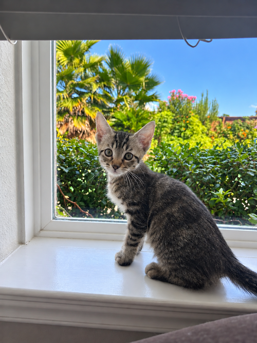 Muffin, a cat for adoption from Operation Pets Alive