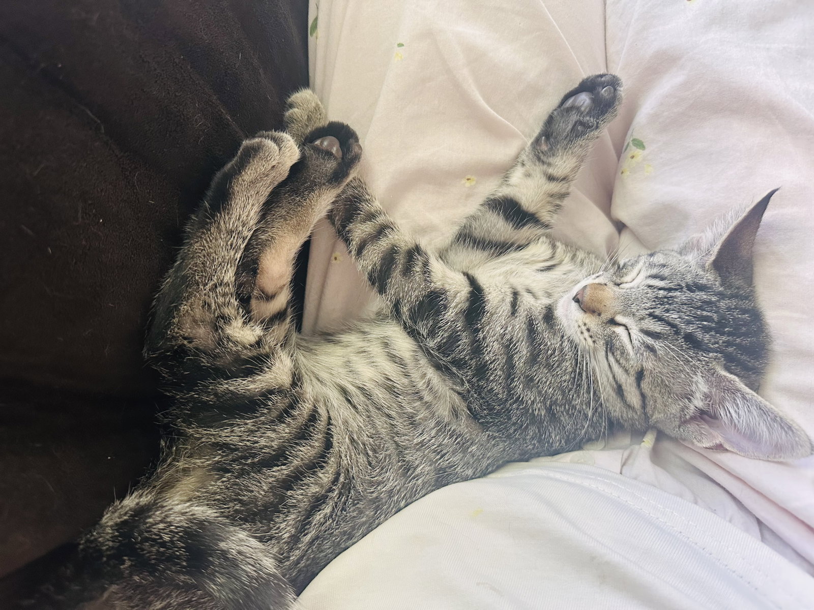 Muffin, photo 4