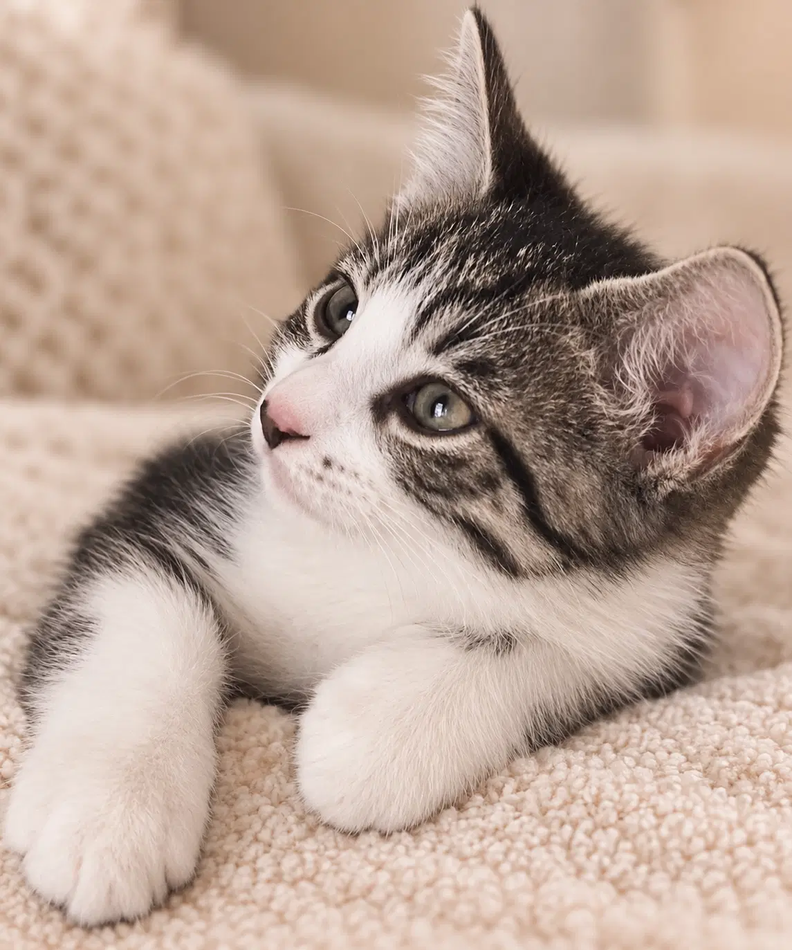 Cupcake - Domestic Short Hair