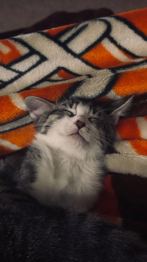 Photo 4 of Cupcake