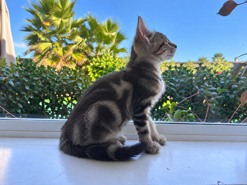 Cinnamon, photo 2