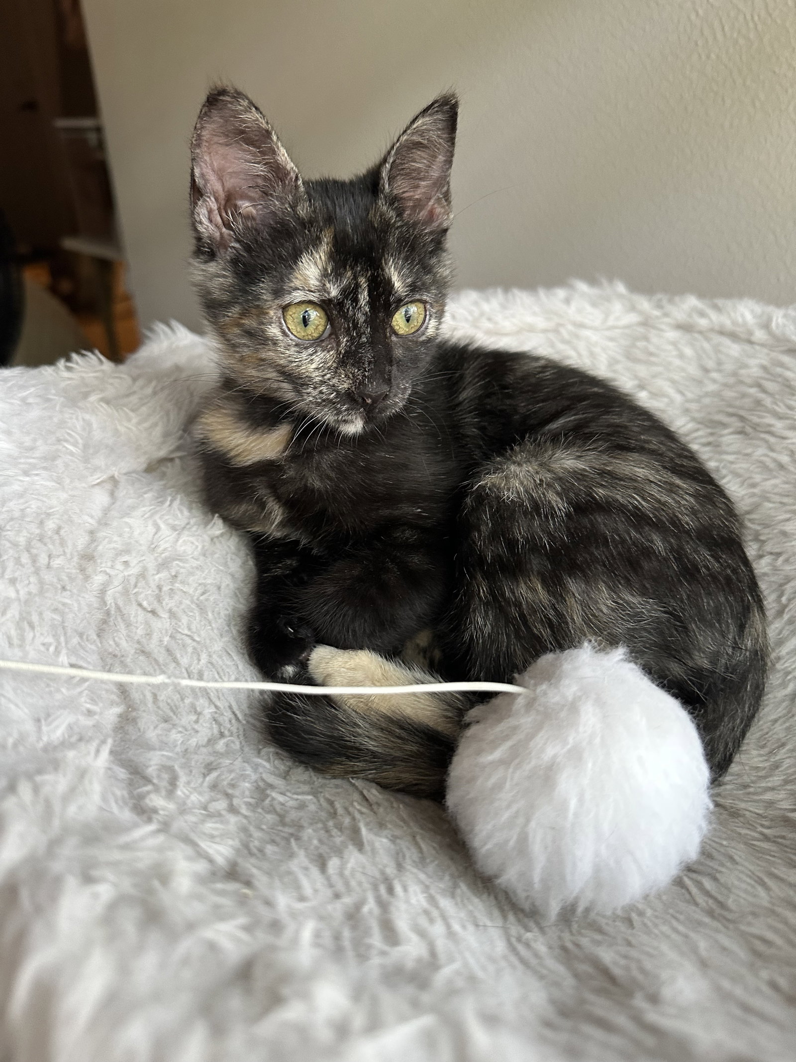 Mocha