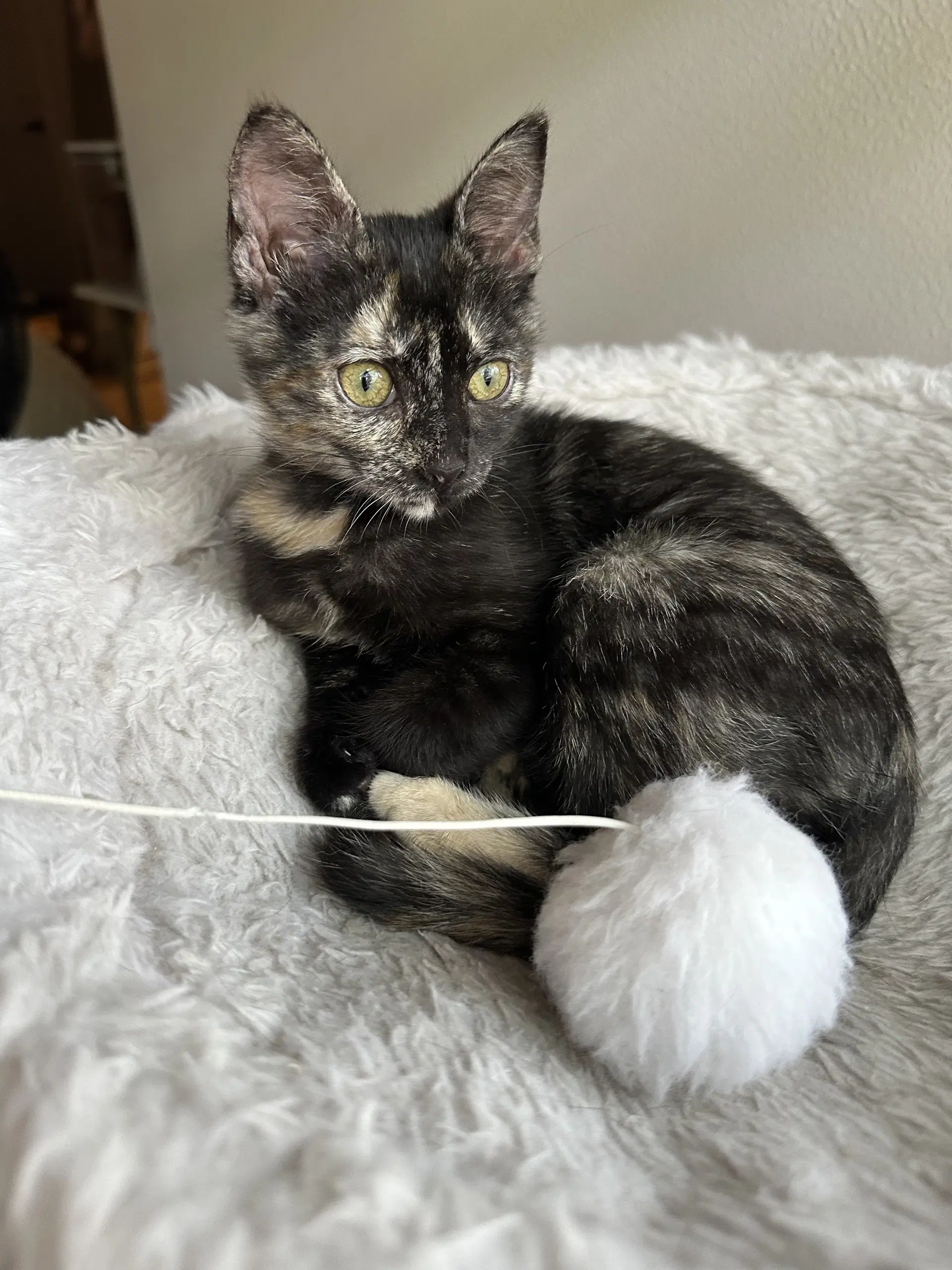 Mocha - Domestic Short Hair